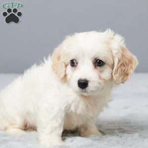 Chance, Cavachon Puppy